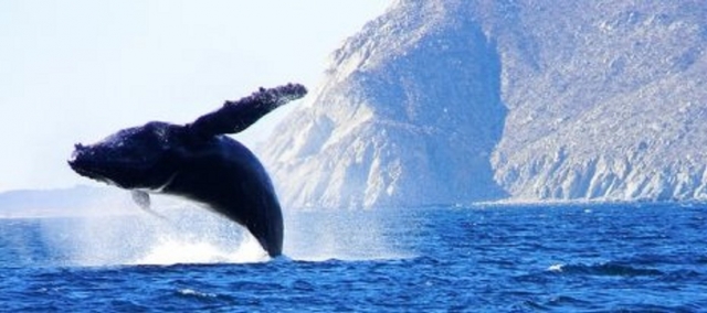 Whale Watching